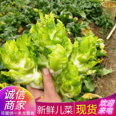 《四川儿菜》精品儿菜批发走市场商超批发基地现货