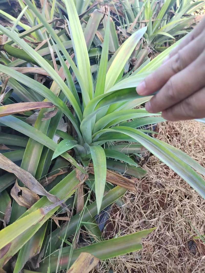 【现挖现发】海南特级凤梨苗金钻16号甜蜜蜜手撕凤梨品种多