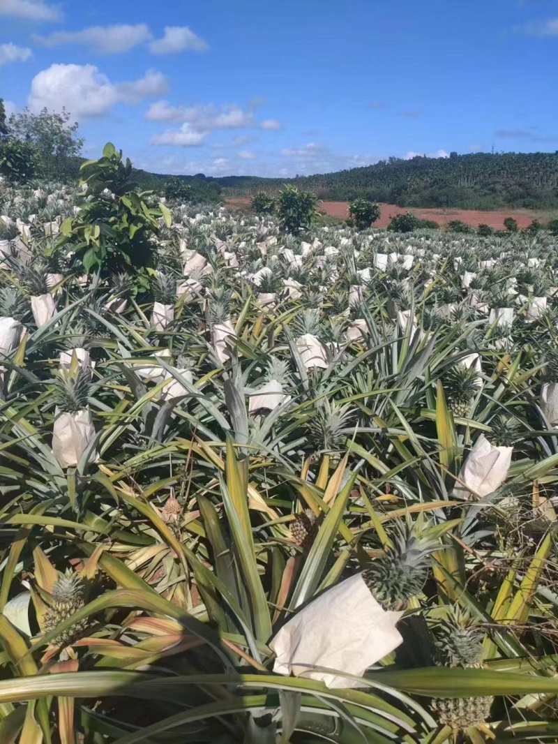 【现挖现发】海南特级凤梨苗金钻16号甜蜜蜜手撕凤梨品种多