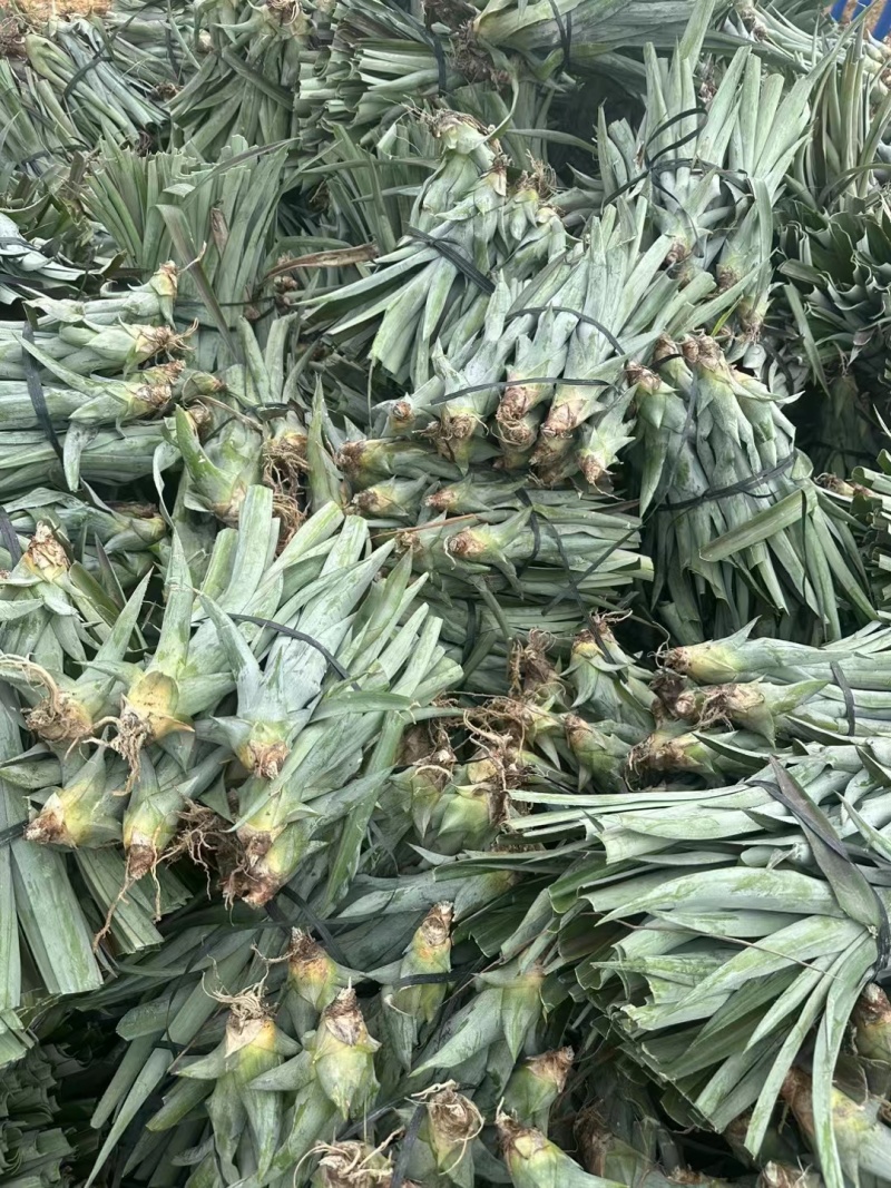 【现挖现发】海南特级凤梨苗金钻16号甜蜜蜜手撕凤梨品种多