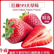 【热卖中】河北红颜九九草莓新鲜上市品质有