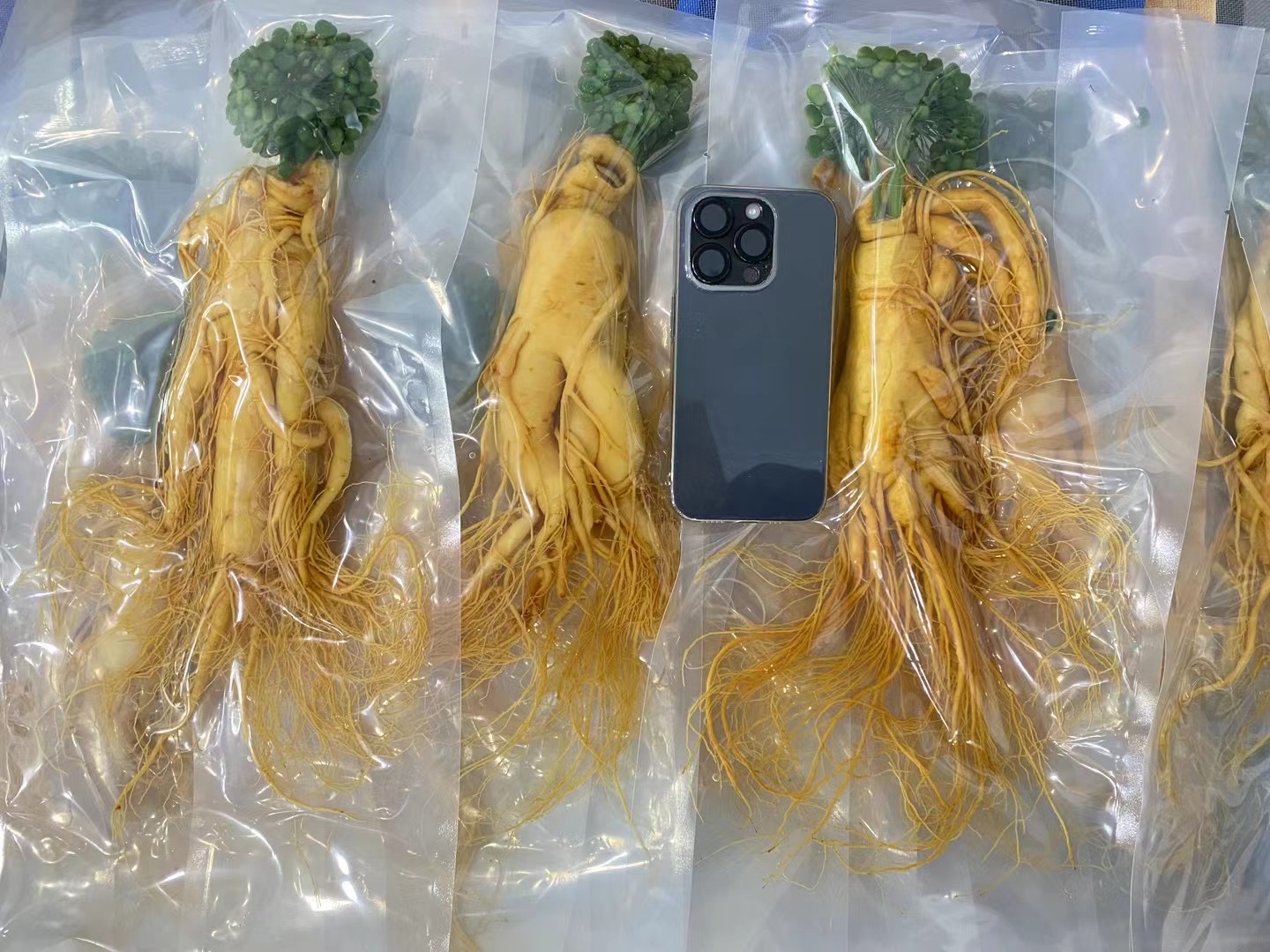 左侧为未包装的保鲜参,放置3天后表面发黏、颜色暗褐;右侧为真空包装并在4℃冷藏45天后的保鲜参,根体饱满、表皮淡黄、无霉斑,展现真空储存的优异保鲜效果 真空包装前后保鲜参对比图