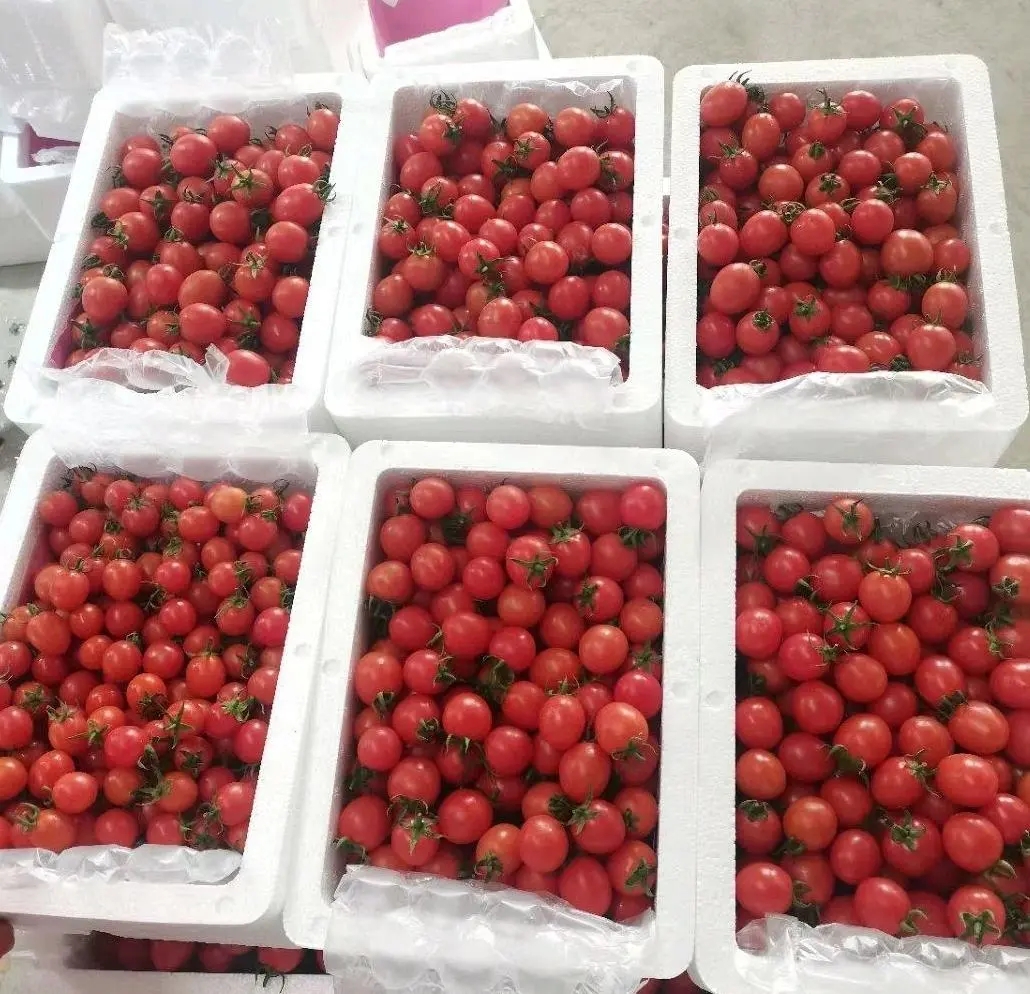 圣女果保存状态对比图