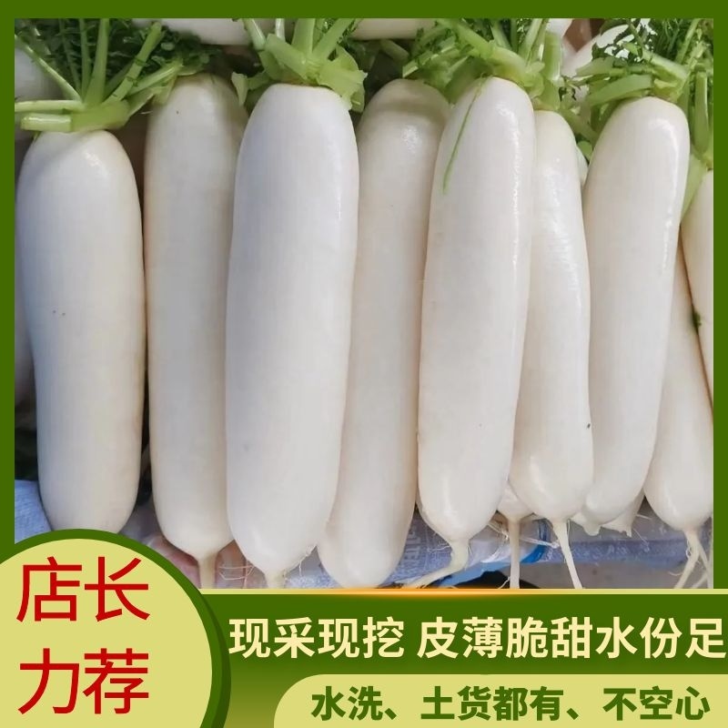 湖北沙土地白萝卜基地货，可大吨位供应电商市场加工厂