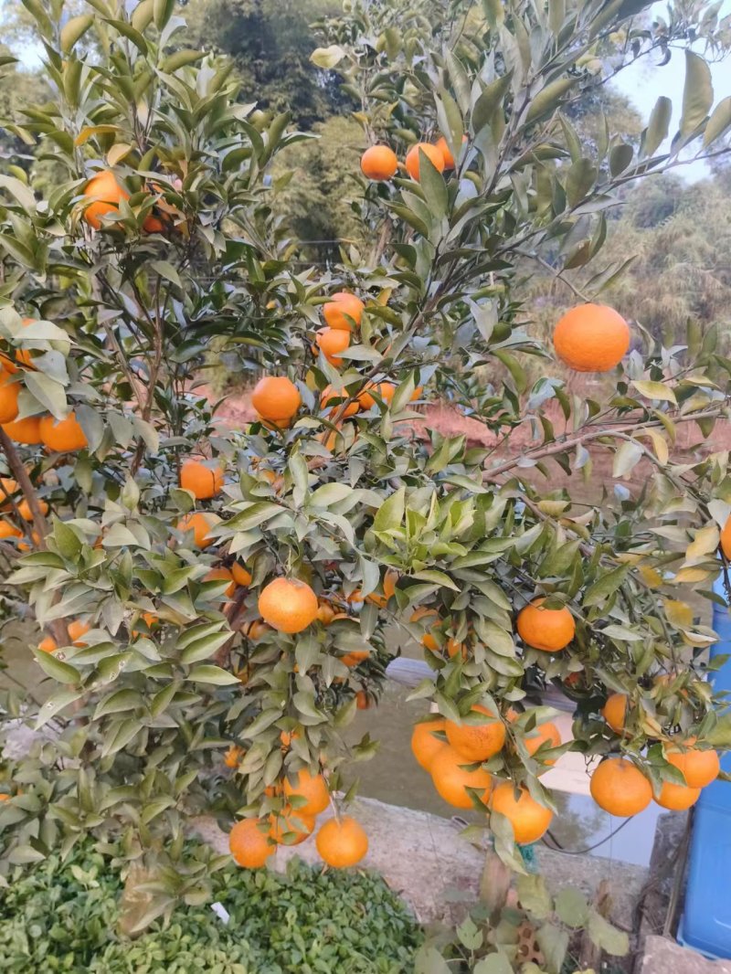 【精品】粑粑柑，产地直发质量保证，货源充足欢迎选购