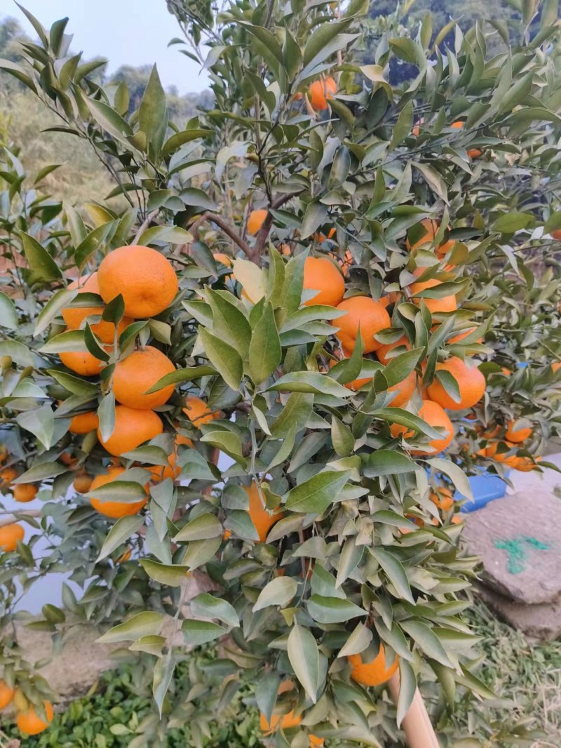 【精品】粑粑柑，产地直发质量保证，货源充足欢迎选购