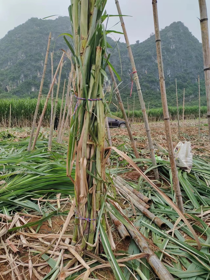 甘蔗脱毒种苗（广西农科院）基地直供全国供货欢迎电联