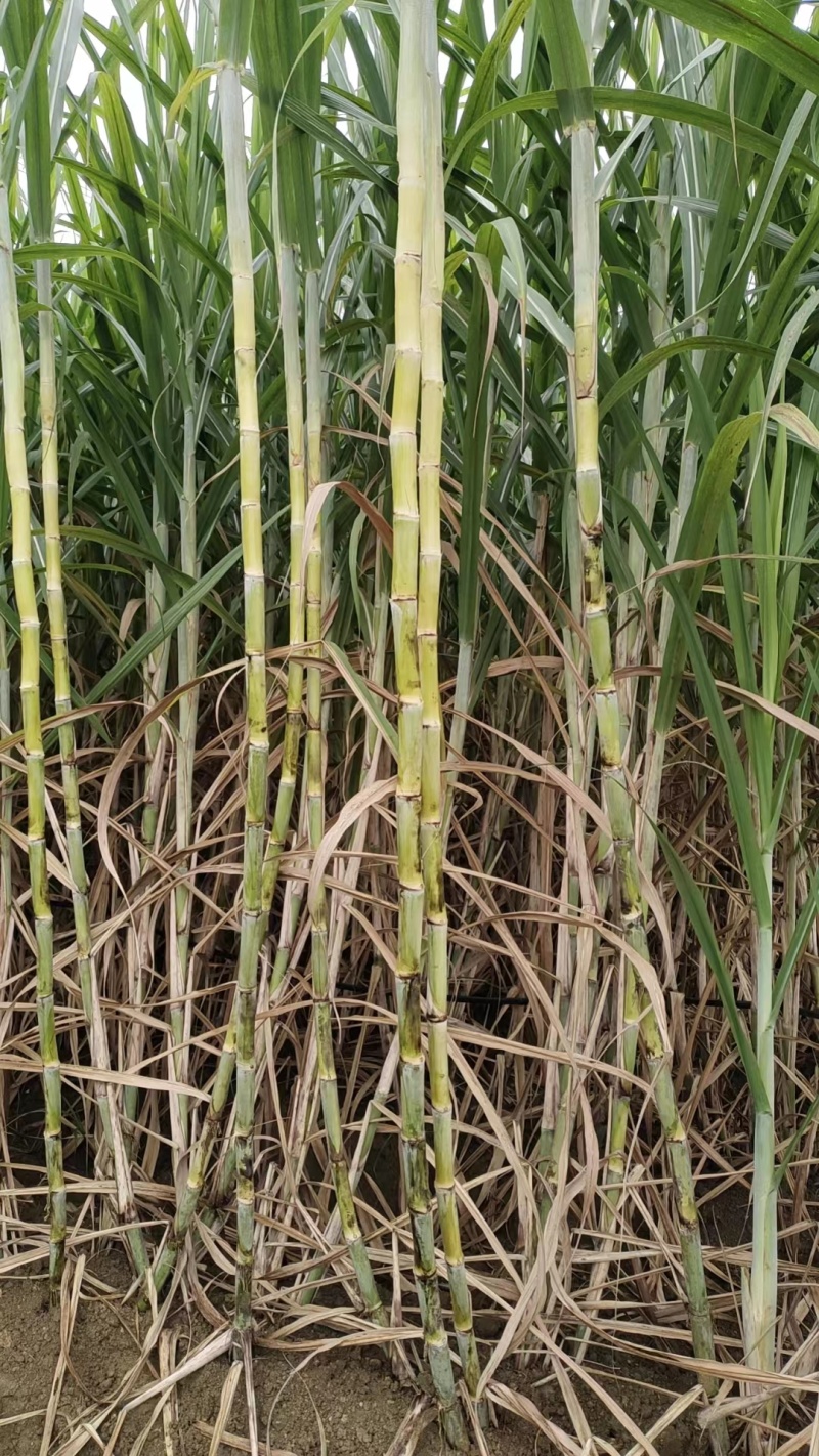 甘蔗脱毒种苗（广西农科院）基地直供全国供货欢迎电联