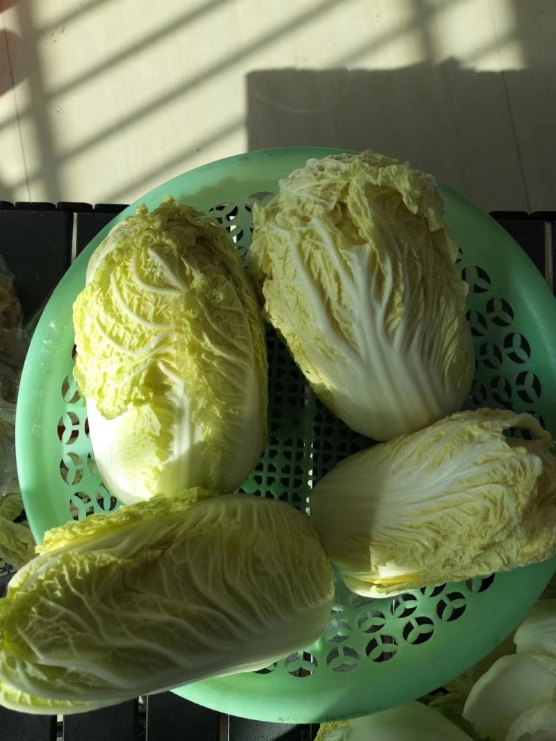 优质娃娃菜品质保证自产自销人工挑选量大优惠欢迎来电