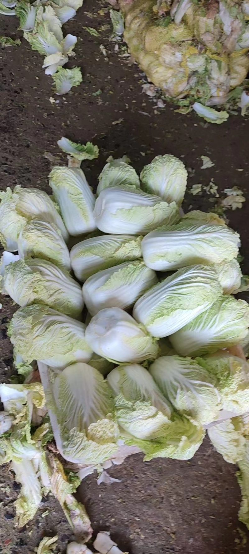 优质娃娃菜品质保证自产自销人工挑选量大优惠欢迎来电