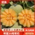【推荐】海南精品哈蜜瓜晓蜜25糖度高一手货源可看货