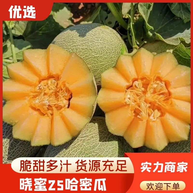 【推荐】海南精品哈蜜瓜晓蜜25糖度高一手货源可看货