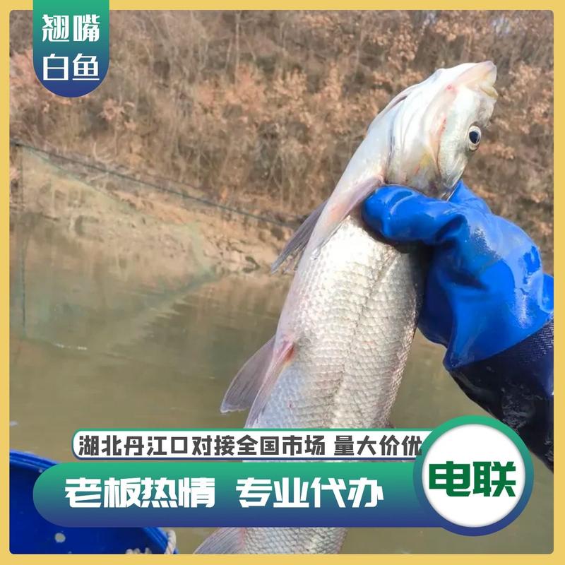 湖北丹江口翘嘴白鱼2-4斤规格大量有货支持视频看货欢迎电联