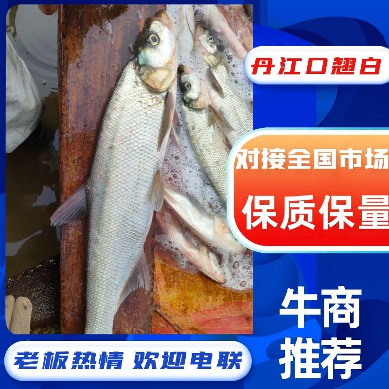 翘嘴白鱼丹江口白鱼全国供应对接市场商超量大价优欢迎电联