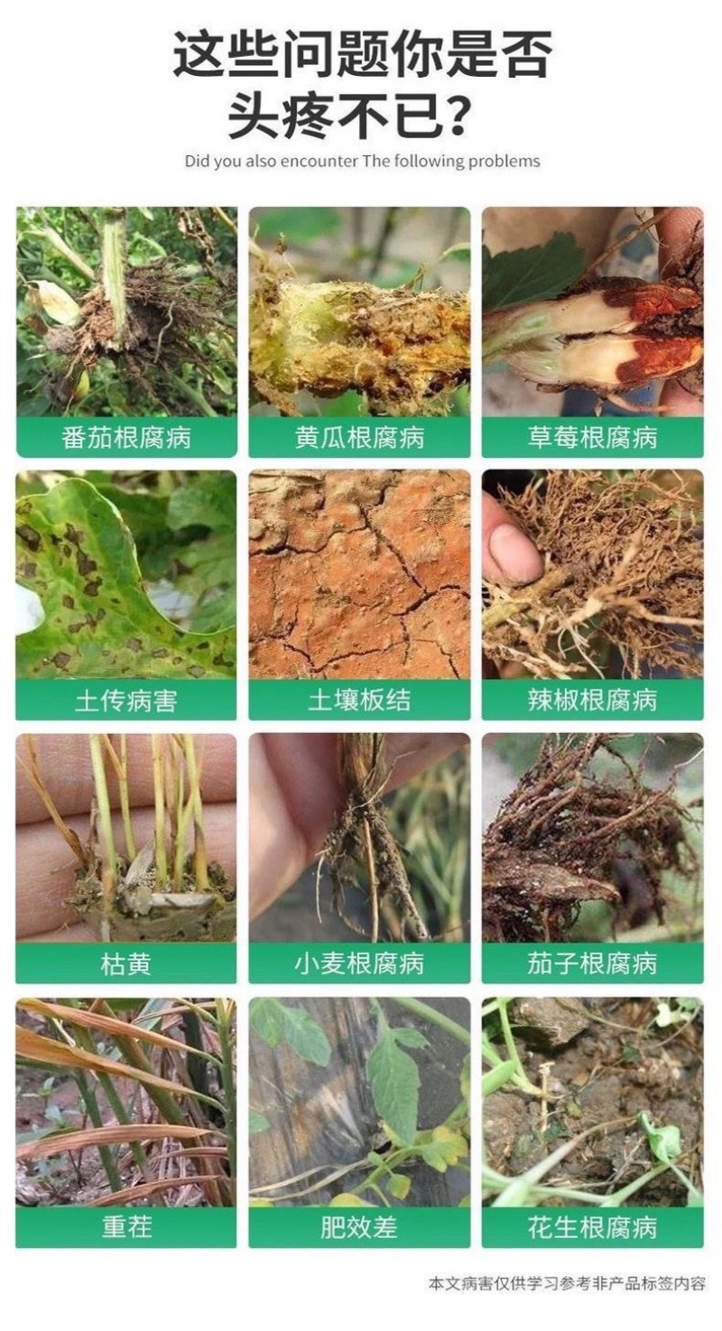 根腐净微生物菌枯萎茎基腐病根腐病恶霉灵蔬菜生壮根叶面肥