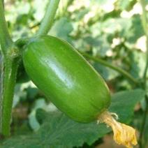 金童迷你型水果黄瓜种子早熟耐低温适应性广泛优质良种