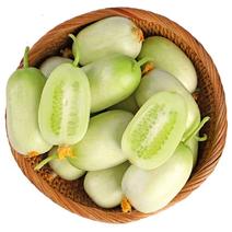 玉女迷你型水果黄瓜种子早熟耐低温生长势强适应性广优质良种