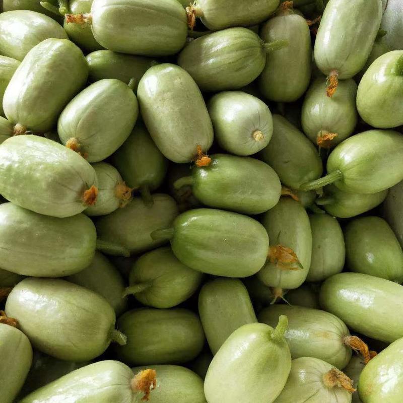 玉女迷你型水果黄瓜种子早熟耐低温生长势强适应性广优质良种