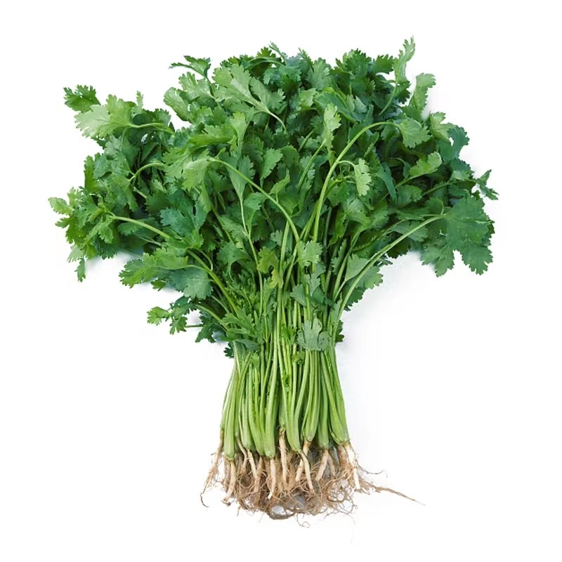 免破壳三天生香菜种子植株鲜嫩纤维少味清香质脆适应性广泛