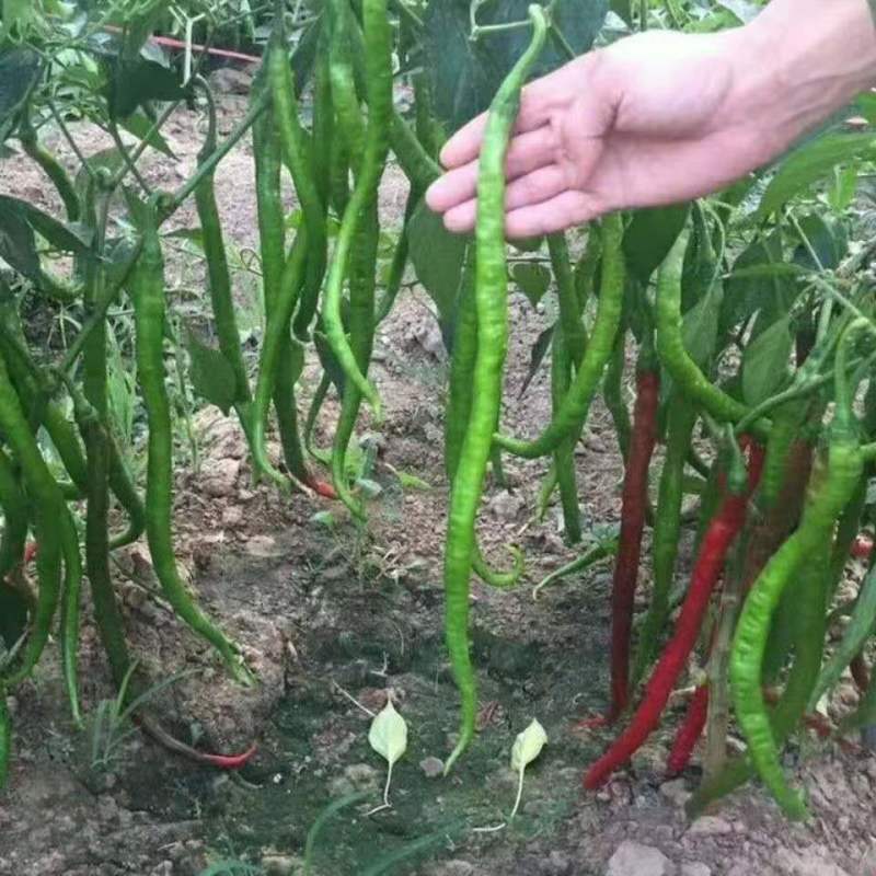 香辣668辣椒种子中早熟挂果多肉厚光滑口感香辣产量高