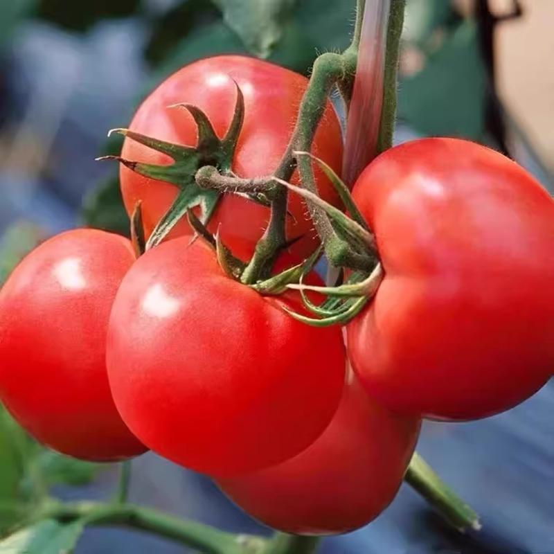 红盾209番茄种子，抗TY，高秧大红果，无果肩，耐裂抗病