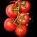 红盾209番茄种子，抗TY，高秧大红果，无果肩，耐裂抗病