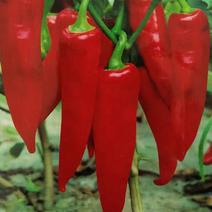 益都红辣椒种子植株直立生长势强辣味浓亮度高品质好适应性广