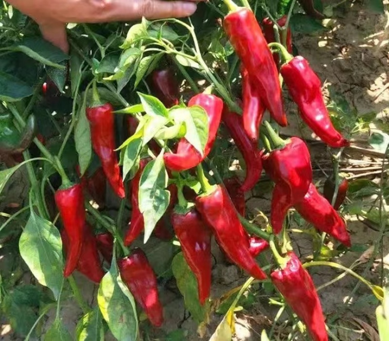 益都红辣椒种子植株直立生长势强辣味浓亮度高品质好适应性广