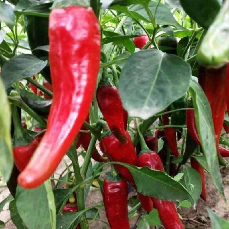 益都红辣椒种子植株直立生长势强辣味浓亮度高品质好适应性广