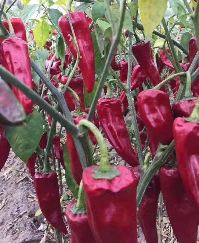益都红辣椒种子植株直立生长势强辣味浓亮度高品质好适应性广