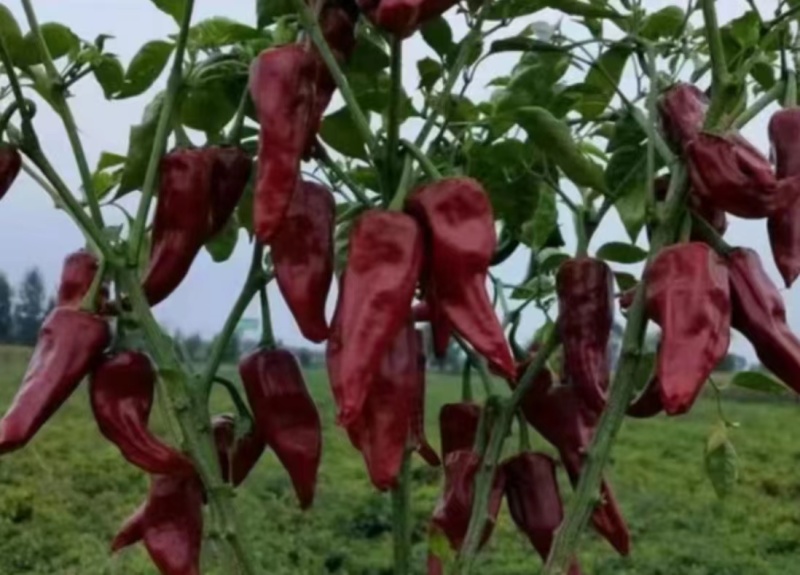 益都红辣椒种子植株直立生长势强辣味浓亮度高品质好适应性广