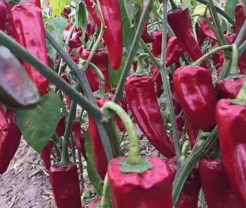 益都红辣椒种子植株直立生长势强辣味浓亮度高品质好适应性广