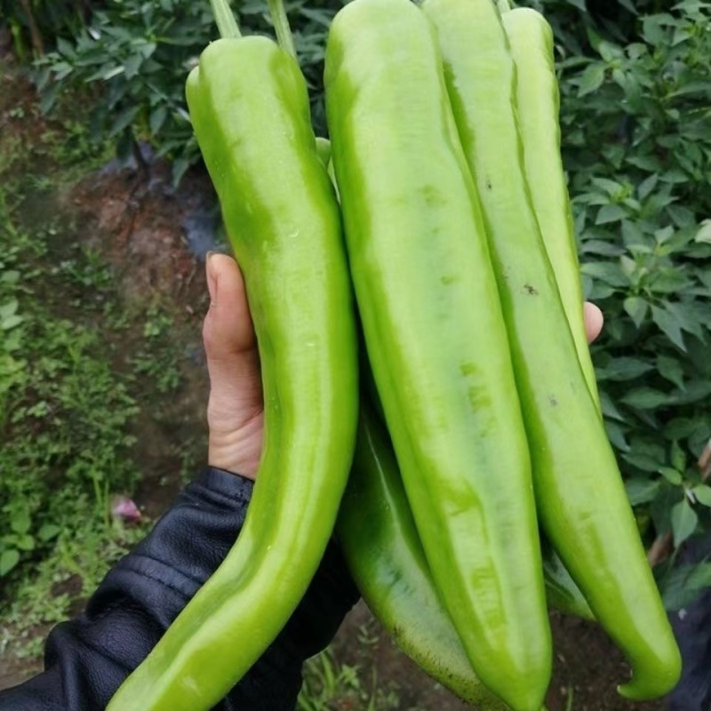 良达羊角椒种子早中熟品种植株生长势强辣味浓香品质好