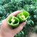 良达羊角椒种子早中熟品种植株生长势强辣味浓香品质好