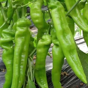 良达羊角椒种子早中熟品种植株生长势强辣味浓香品质好