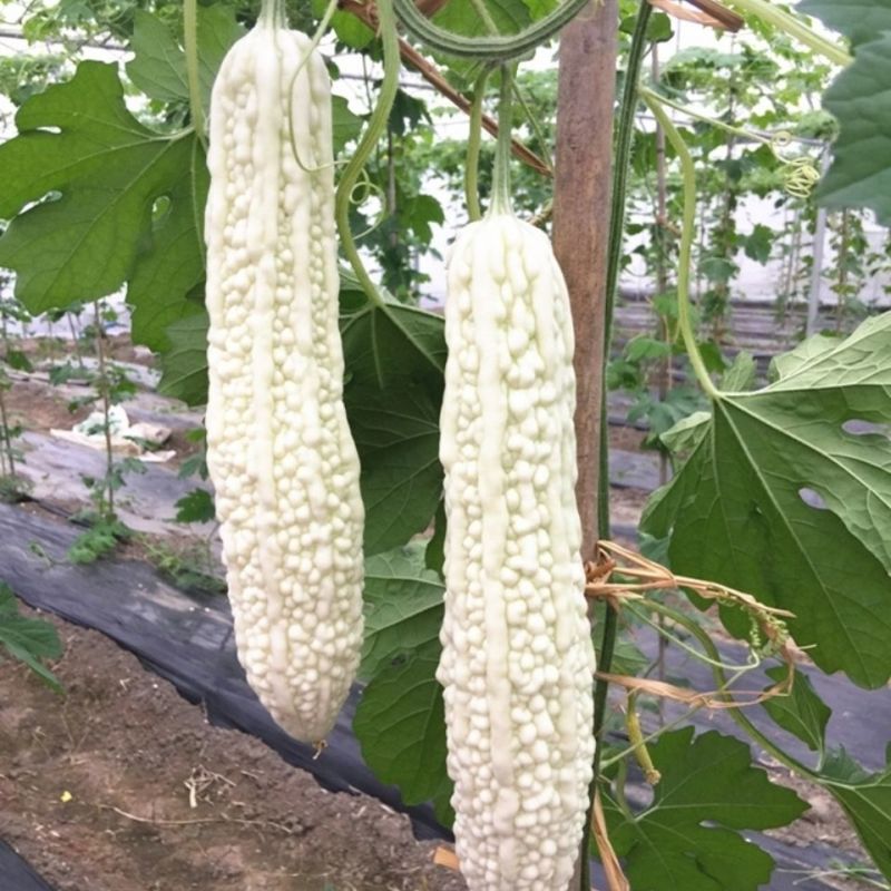 【热销推荐】春秋两用早熟大田用种耐热白色肉苦瓜种子