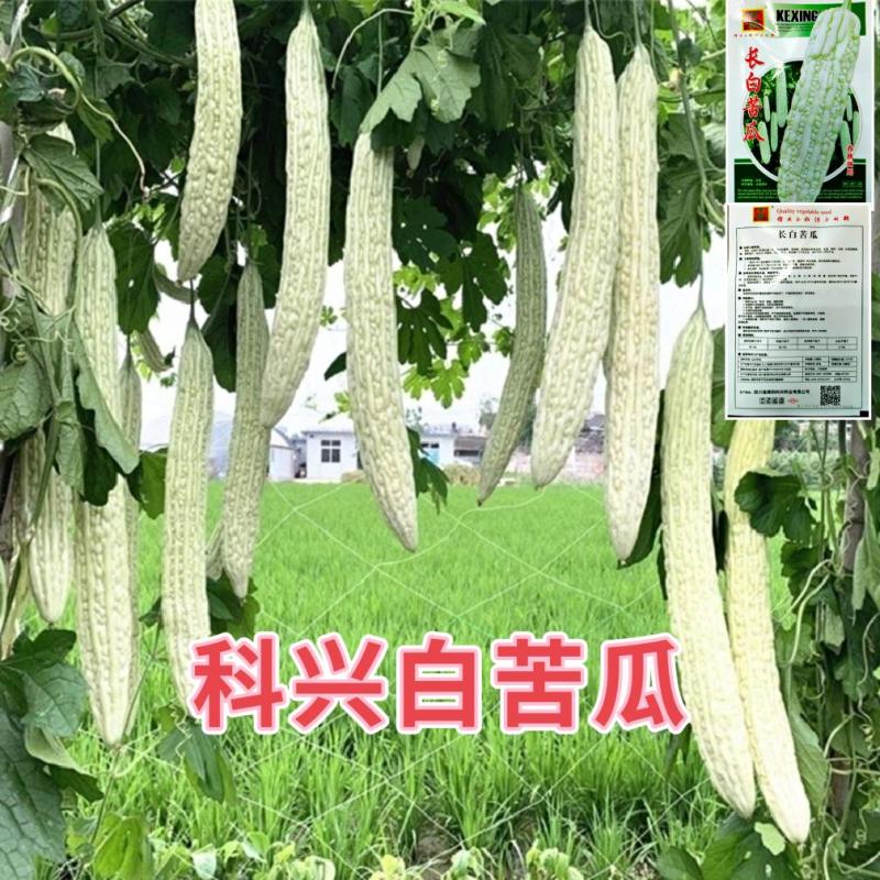 【热销推荐】春秋两用早熟大田用种耐热白色肉苦瓜种子