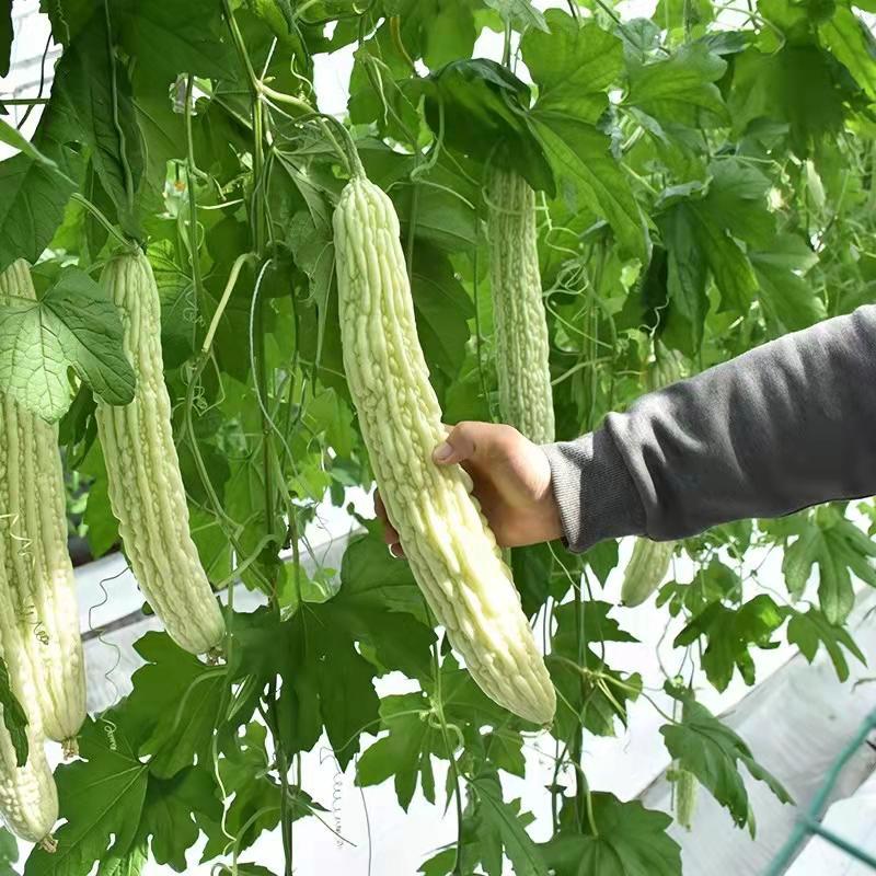 【热销推荐】春秋两用早熟大田用种耐热白色肉苦瓜种子