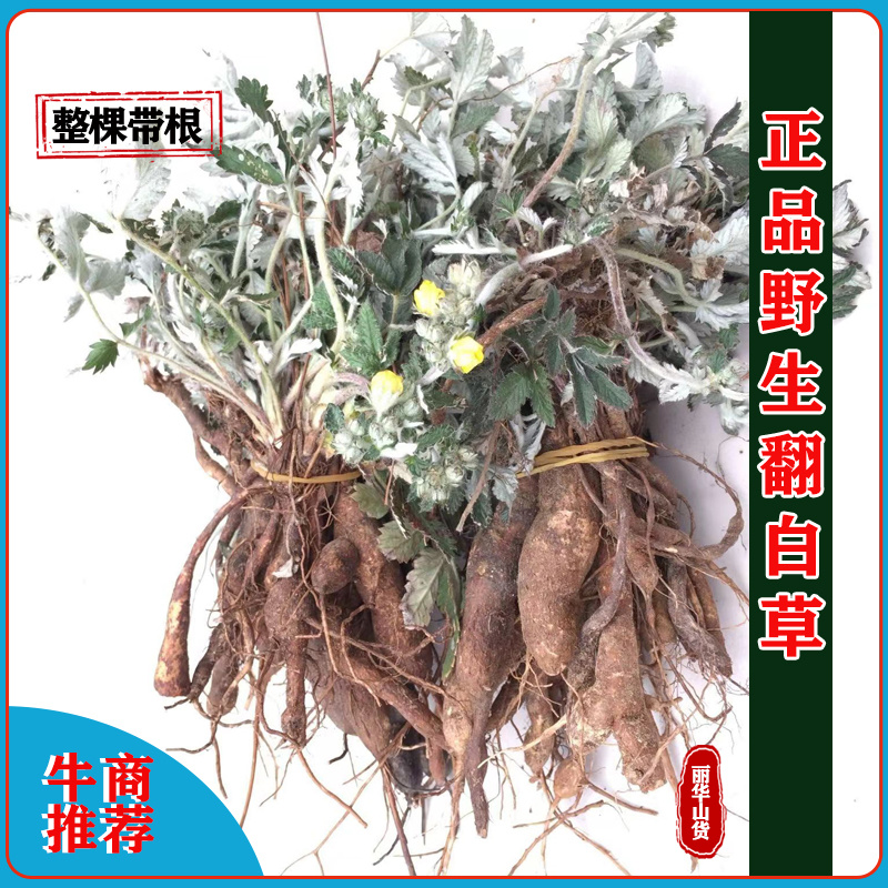 翻白草新货野生整棵带根新鲜晒干正品全国发货产地批发