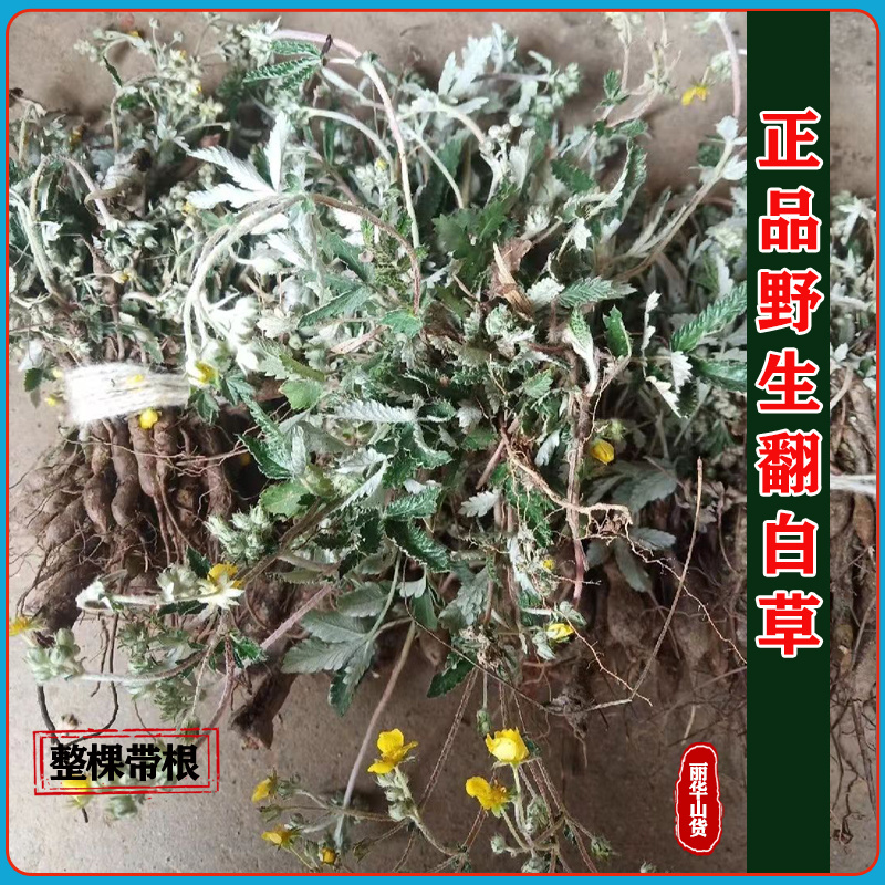 翻白草新货野生整棵带根新鲜晒干正品全国发货产地批发