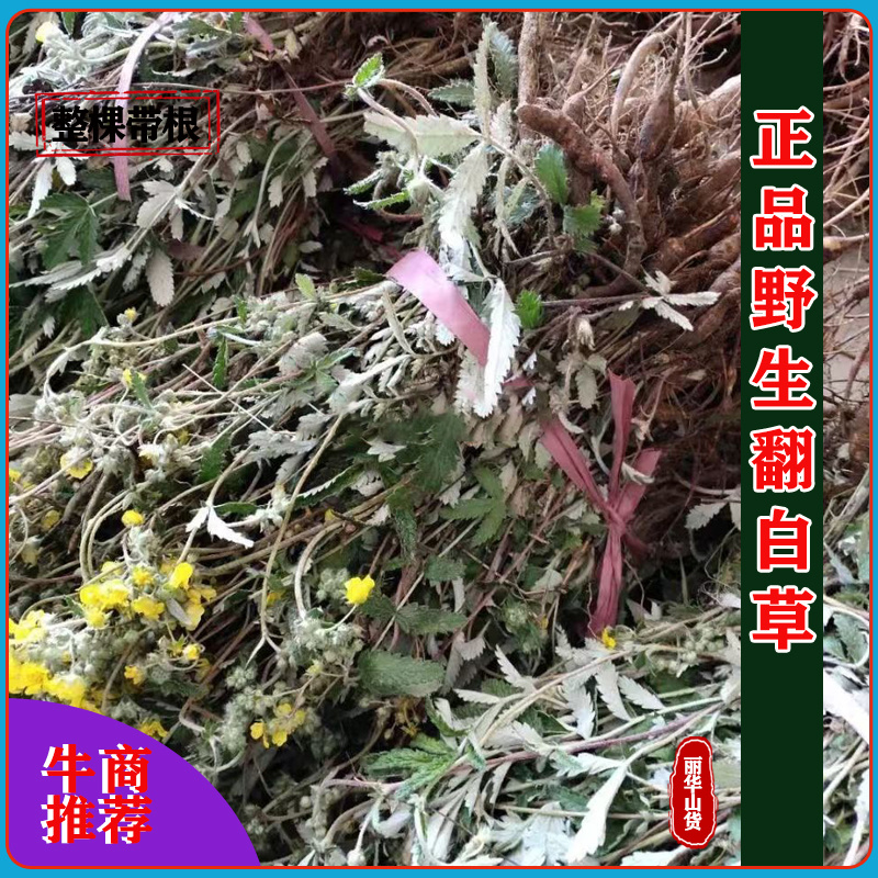 翻白草新货野生整棵带根新鲜晒干正品全国发货产地批发