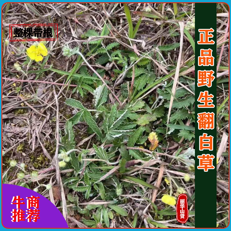翻白草新货野生整棵带根新鲜晒干正品全国发货产地批发