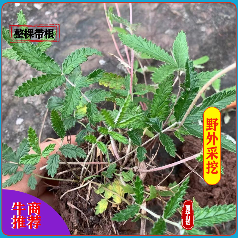 翻白草新货野生整棵带根新鲜晒干正品全国发货产地批发