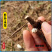 翻白草新货野生整棵带根新鲜晒干正品全国发货产地批发