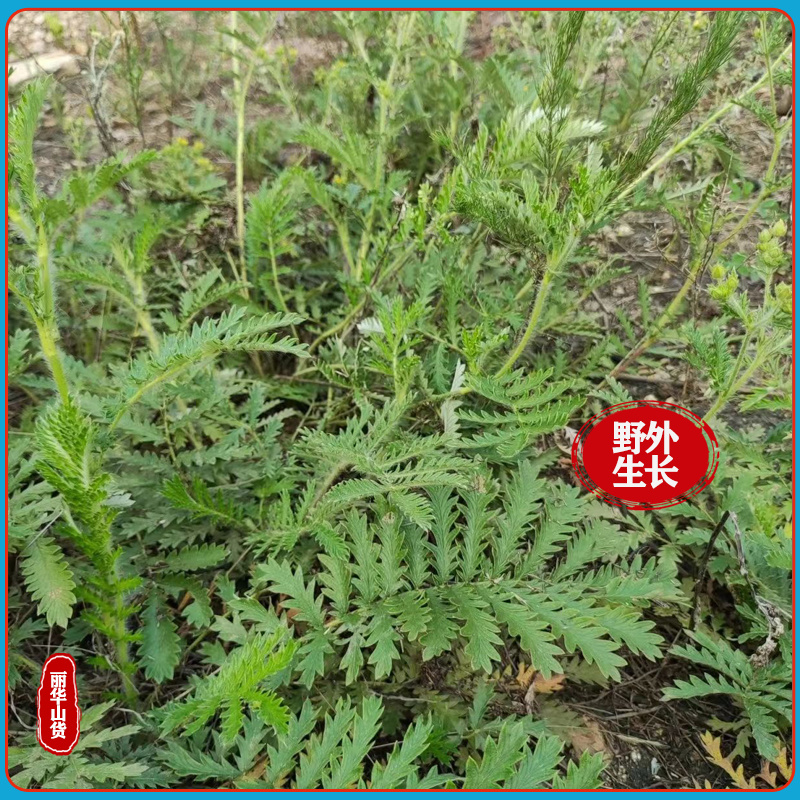 翻白草新货野生整棵带根新鲜晒干正品全国发货产地批发