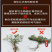 翻白草新货野生整棵带根新鲜晒干正品全国发货产地批发