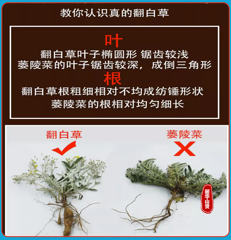 翻白草新货野生整棵带根新鲜晒干正品全国发货产地批发
