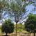 伟森园林基地直供8公分紫薇庭院小区行道绿化树