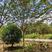 伟森园林基地直供8公分紫薇庭院小区行道绿化树