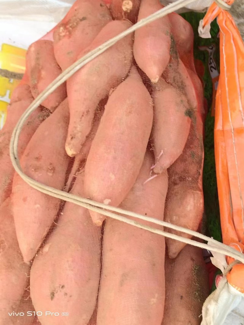 【推荐】精品龙薯九产地直发一手货源价优欢迎合作